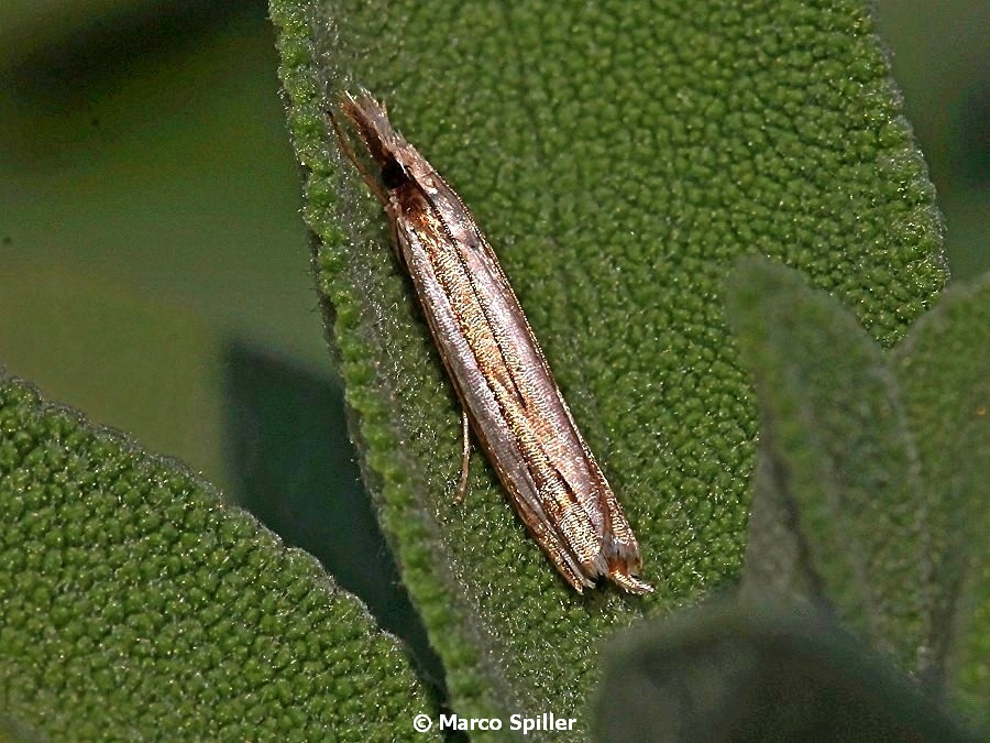 Falena da identificare - Crambidae